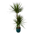Dracaena marginata (arbre dragon) dans pot décoratif Vibes Fold Round bleu – Ø21 cm, 120 cm de haut