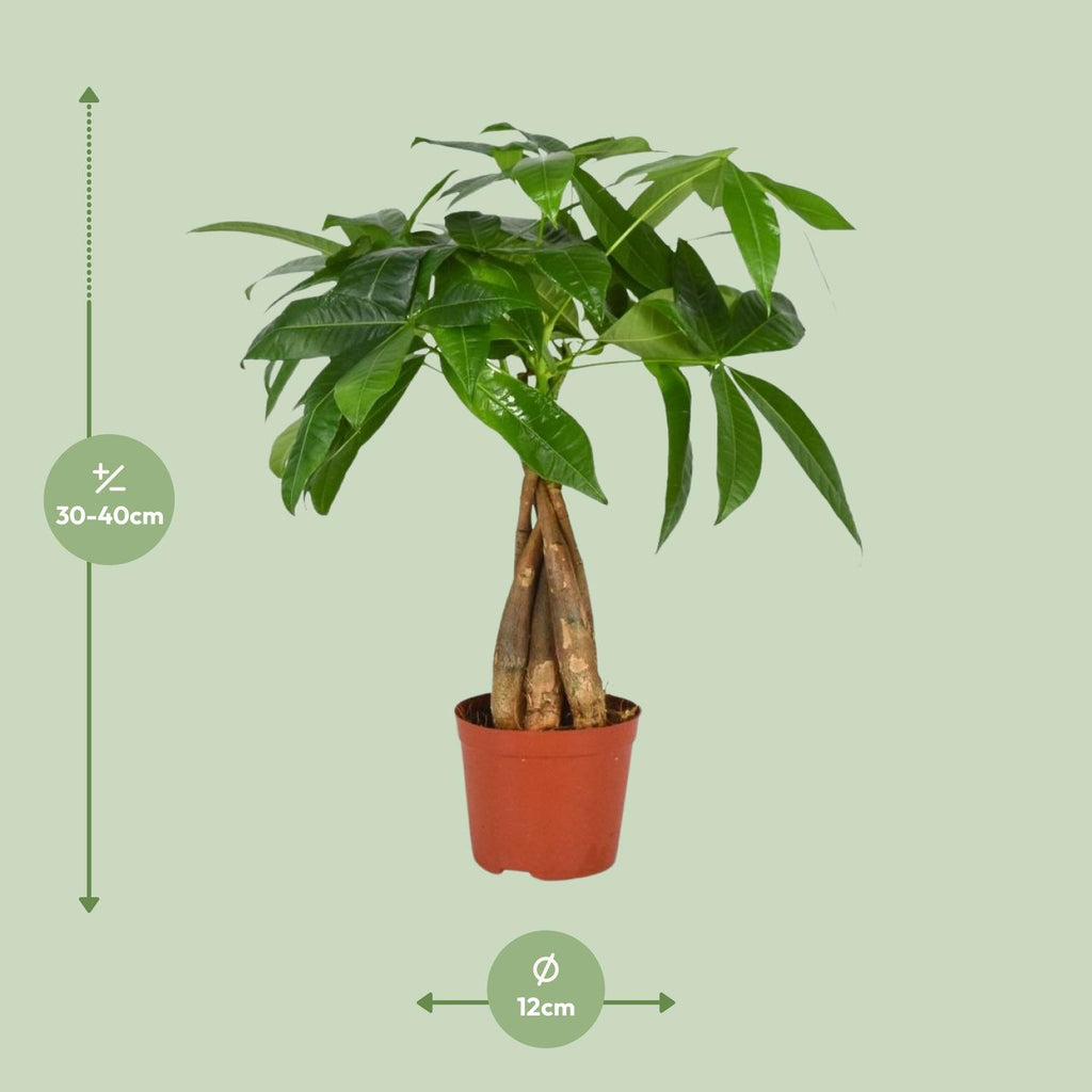 Pachira aquatica (pengetræ) – Ø12 cm, 35 cm høj