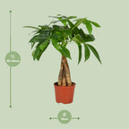 Pachira aquatica (pengetræ) – Ø12 cm, 35 cm høj