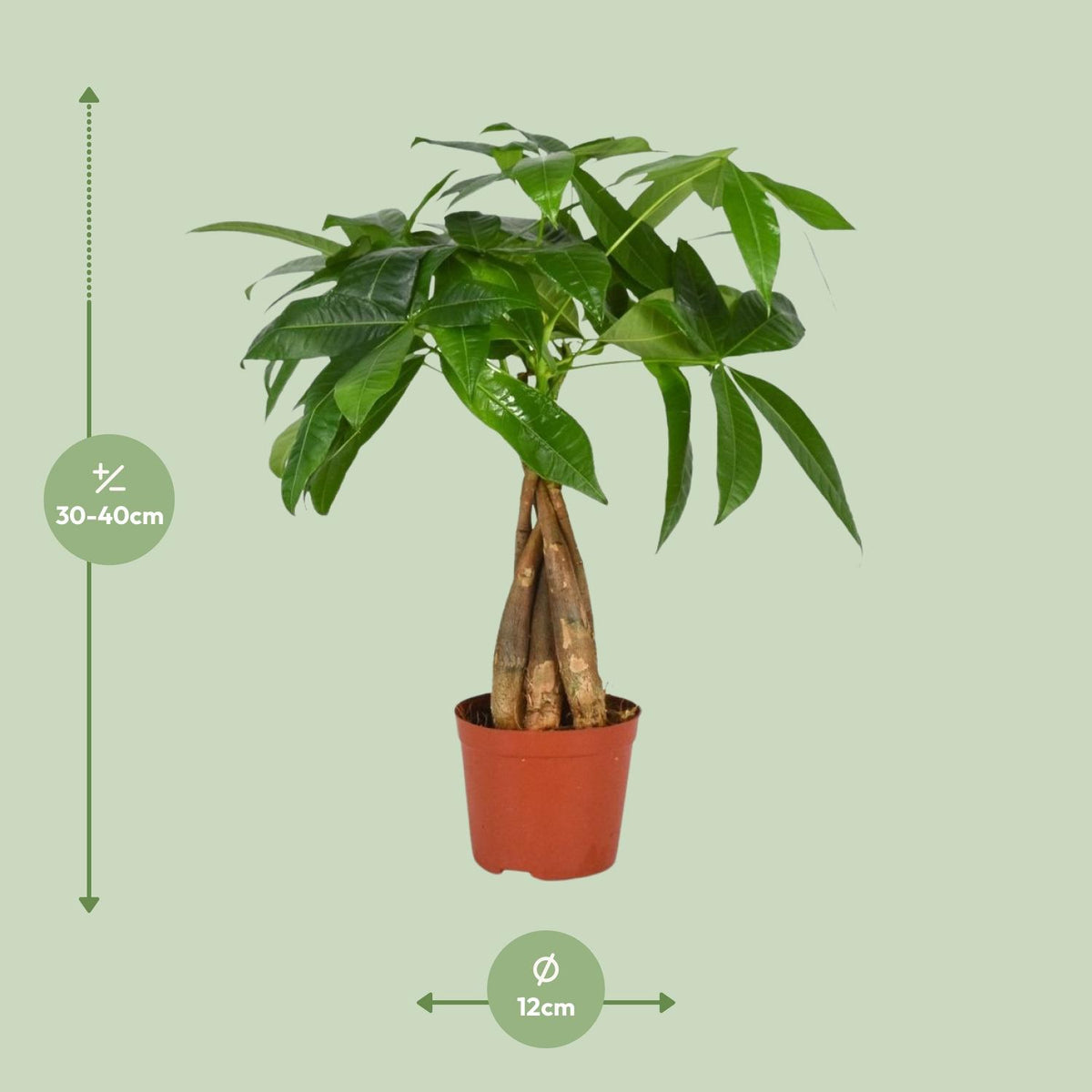 Pachira aquatica (pengetræ) – Ø12 cm, 35 cm høj