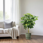 Schefflera arboricola Gold Capella (vingersboom) – Ø19 cm, 75 cm hoog