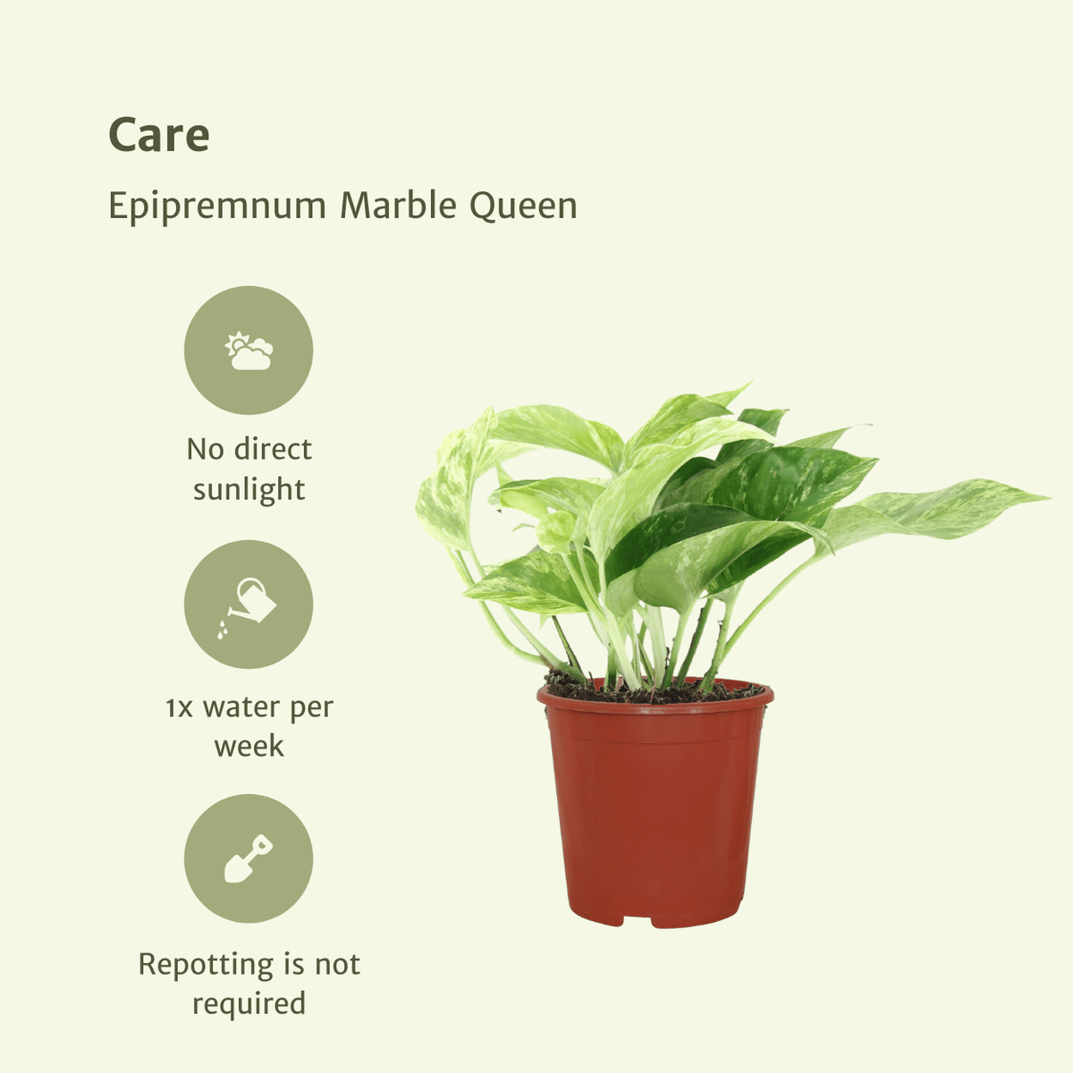 4× Epipremnum Marble Queen (scindapsus) – Ø12 cm, 15 cm de haut