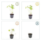 Geranium 'Johnson’s Blue' (cranesbill) – 6 plants, Ø9 cm, 10–25 cm tall