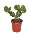 Opuntia microdasys (skivekaktus) uden potteskjulere – Ø17 cm, 17 cm høj