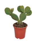 Opuntia microdasys (skivekaktus) uden potteskjulere – Ø17 cm, 17 cm høj