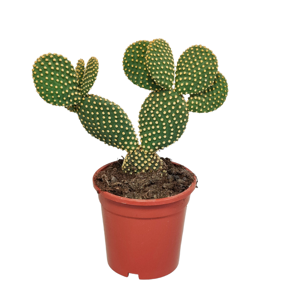 Opuntia microdasys (skivekaktus) uden potteskjulere – Ø17 cm, 17 cm høj