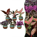 6× jeunes plantes Paradise Mix incl. Copper Reef – Ø6 cm, 10–15 cm de haut