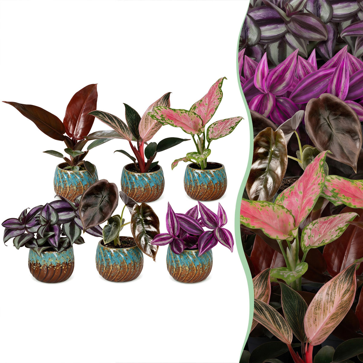 6× jeunes plantes Paradise Mix incl. Copper Reef – Ø6 cm, 10–15 cm de haut