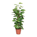 Epipremnum Pinnatum 80cm (scindapsus) – Ø19 cm, 80 cm hoog