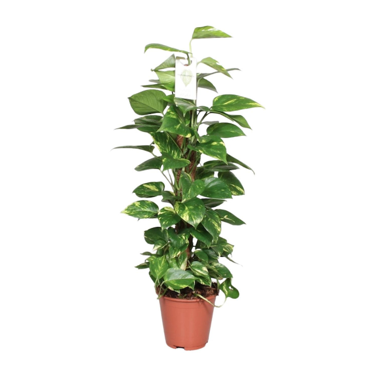 Epipremnum Pinnatum 80cm (scindapsus) – Ø19 cm, 80 cm høj