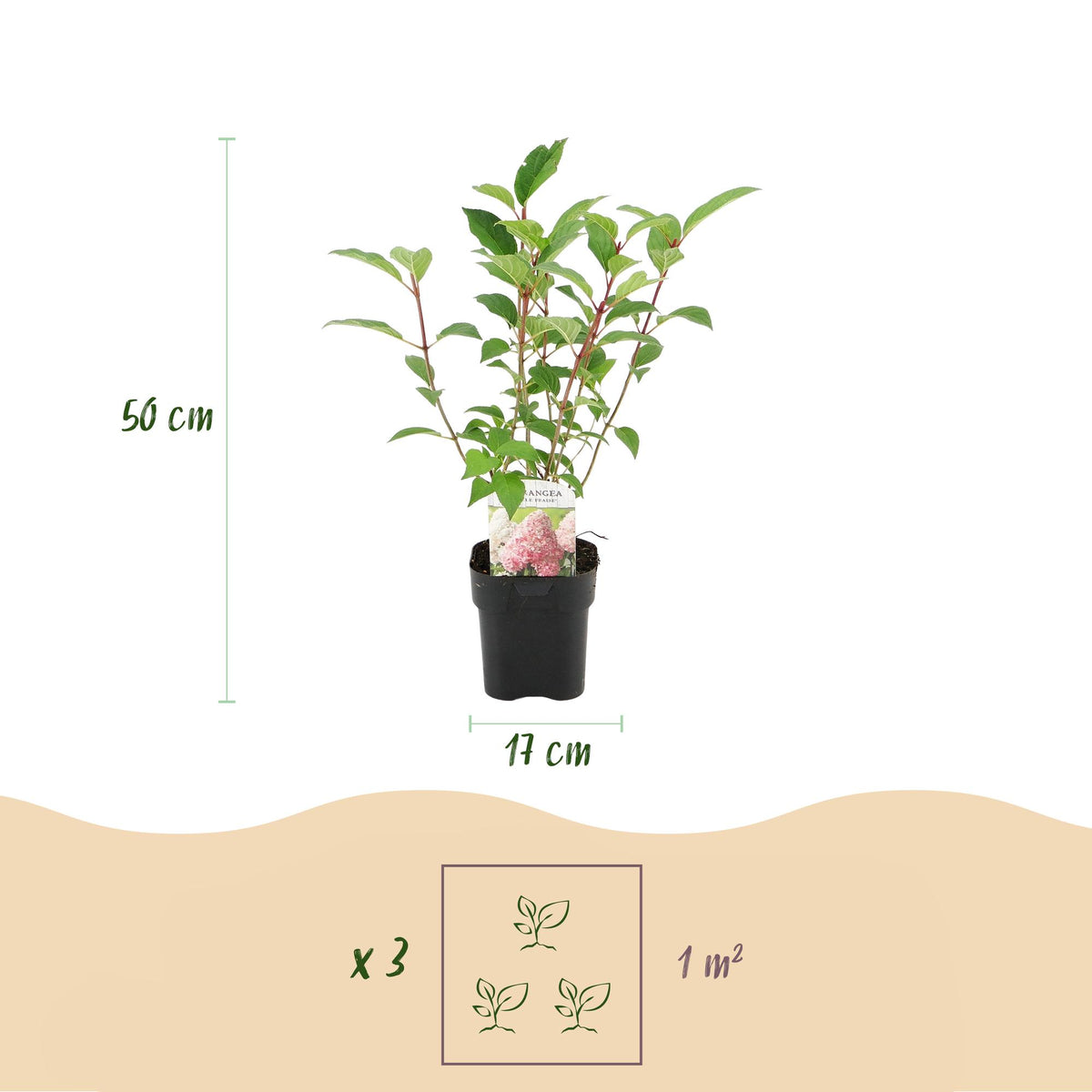 Hydrangea panniculata 'Vanille Fraise' (hortensia) – roze-wit – 3 planten, Ø17 cm, 50 cm hoog