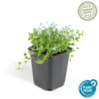 Isotoma fluviatilis (blue carpet) – 6 plants, Ø9 cm, 10–25 cm high