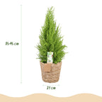 Cupressus Gold Crest Wilma (lemon cypress) with basket – Ø21 cm, 85–95 cm high