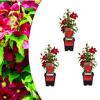 Clematis 'Rouge Cardinal' (grimpette) – 3 plantes