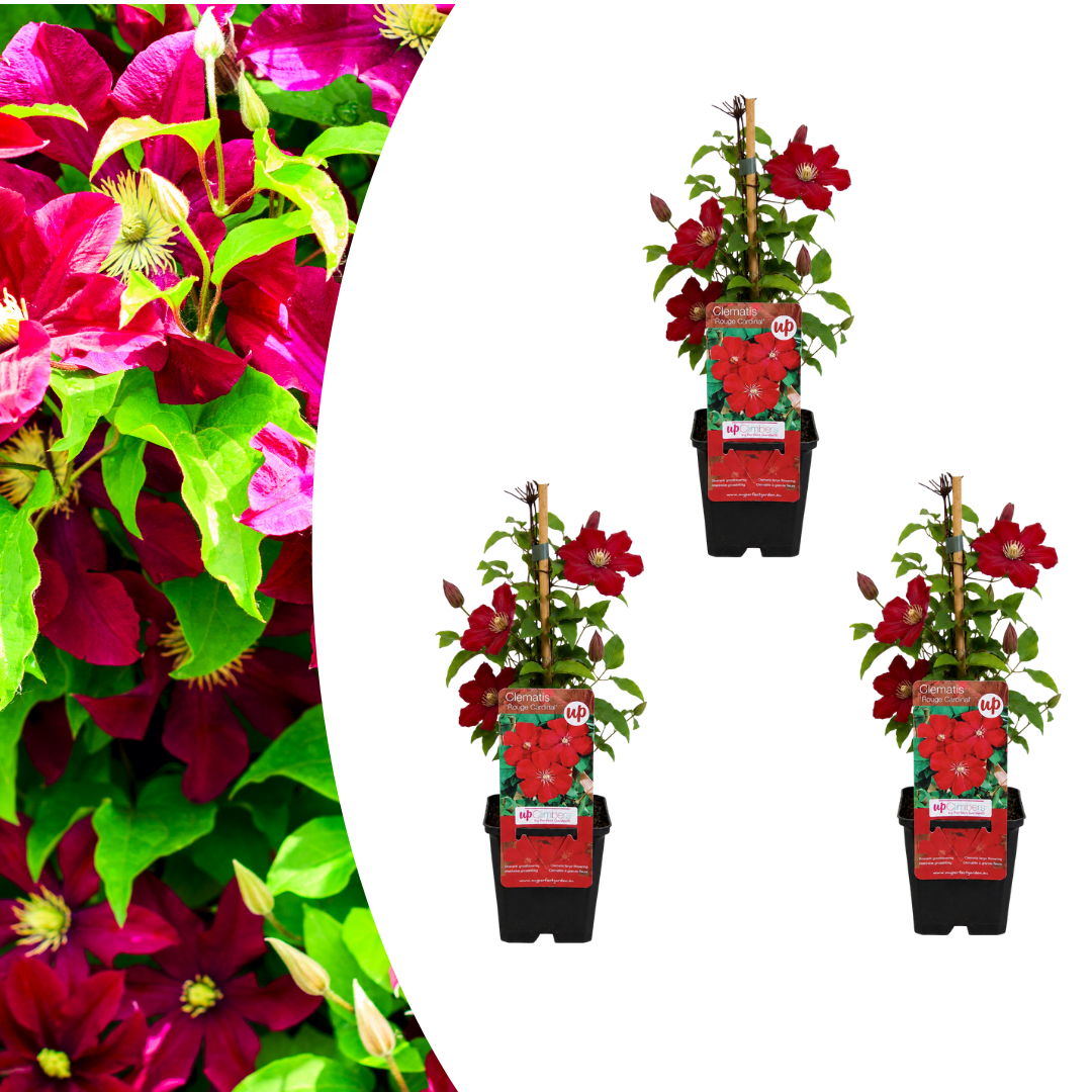 Clematis 'Rouge Cardinal' (bosrank) – 3 planten