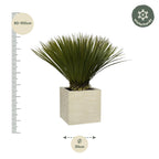 Yucca rostrata (without decorative pot) – Ø30 cm, 70 cm high
