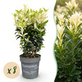 Euonymus japonica 'Paloma Blanca' (osmanthus du Japon) – blanc – 8 plants, Ø9 cm, 20–30 cm de haut