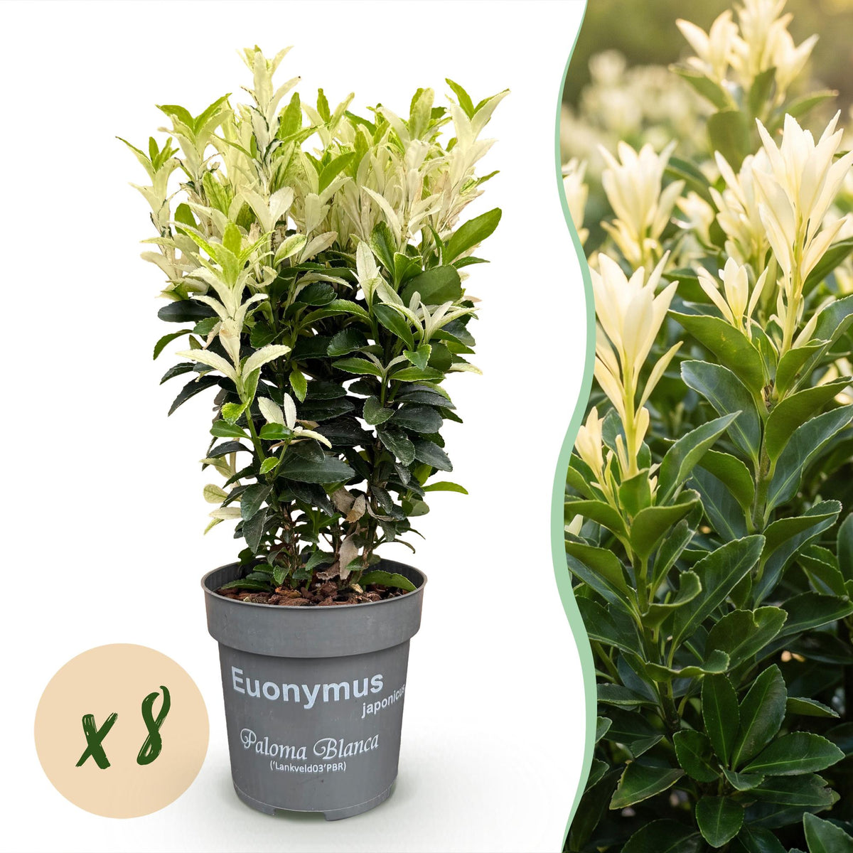 Euonymus japonica 'Paloma Blanca' (osmanthus du Japon) – blanc – 8 plants, Ø9 cm, 20–30 cm de haut