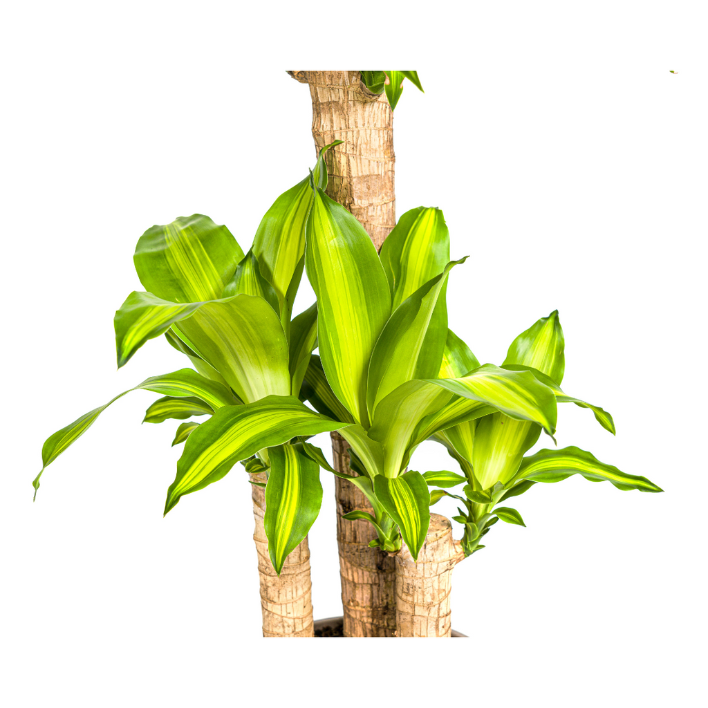 Dracaena fragrans Massangeana (Drachenbaum) – Ø 21 cm, 90–110 cm hoch
