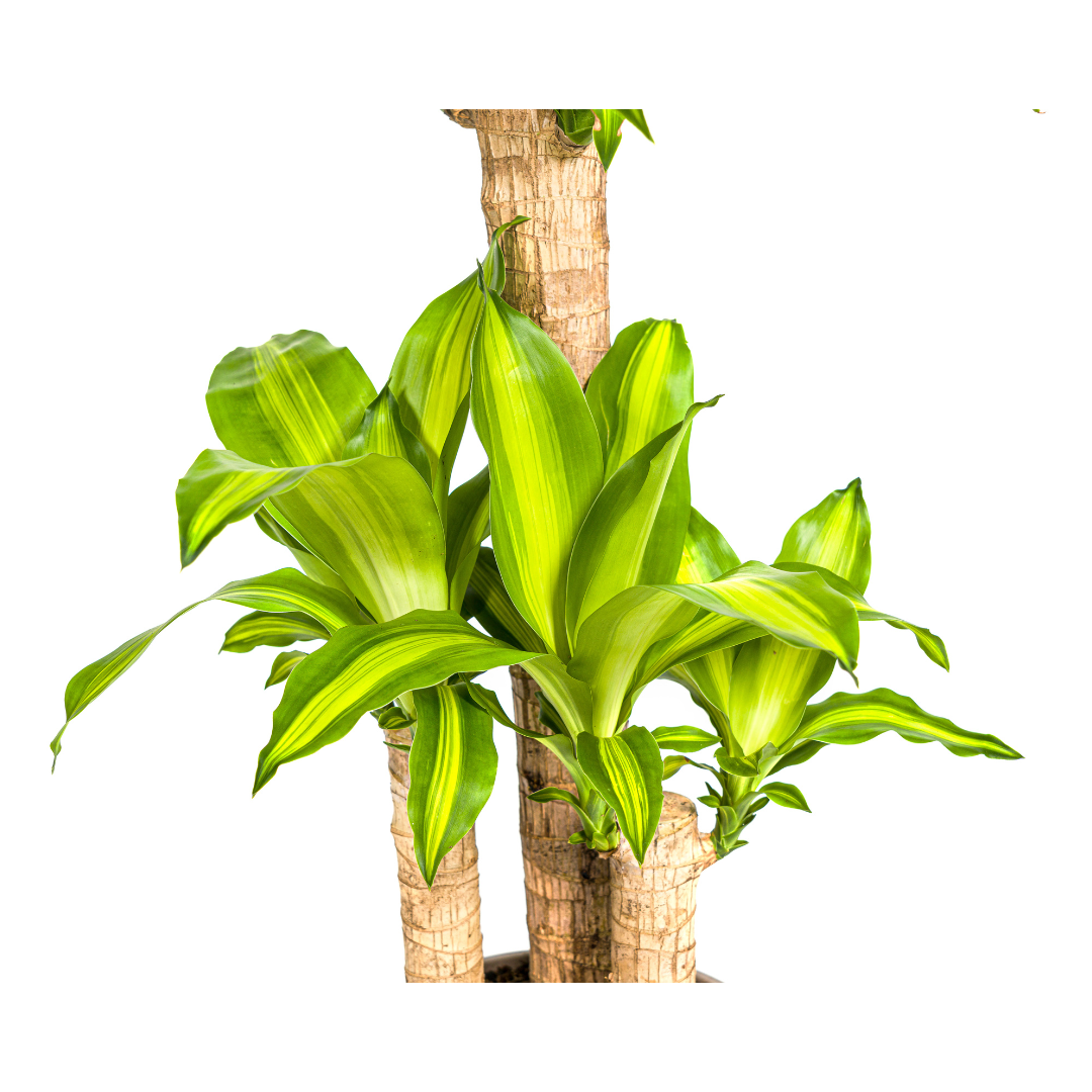 Dracaena fragrans Massangeana (Drachenbaum) – Ø 21 cm, 90–110 cm hoch