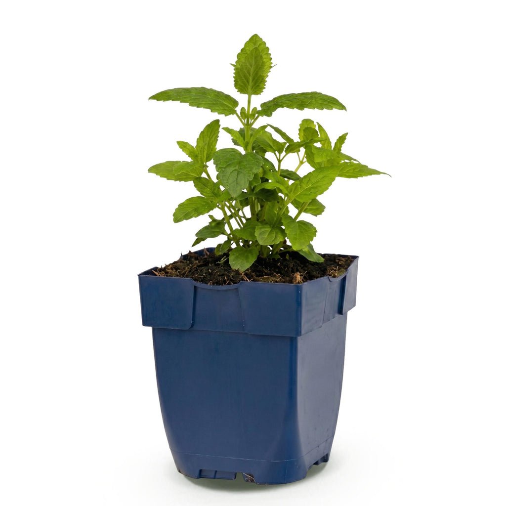 Nepeta nerv. 'Neptune' (menthe des chats) – violet – Ø11 cm, 15–25 cm de haut – photo 2