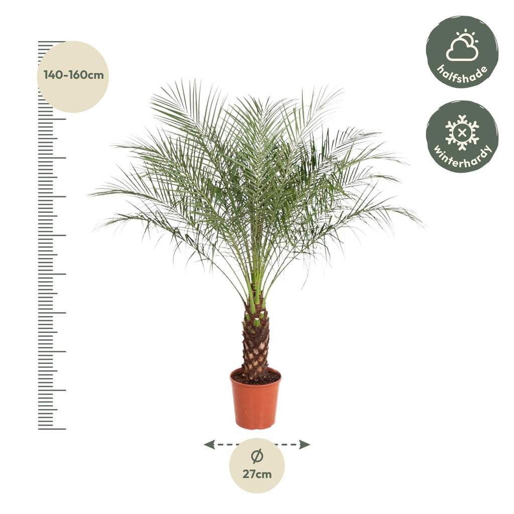 Phoenix Roebelenii (dvärgpalmdedel) – Ø27 cm, 140 cm hög