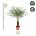 Phoenix Roebelenii (dvärgpalmdedel) – Ø27 cm, 140 cm hög