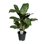 Aglaonema Greenlight (Decorum) – Ø17 cm, 60 cm hoog