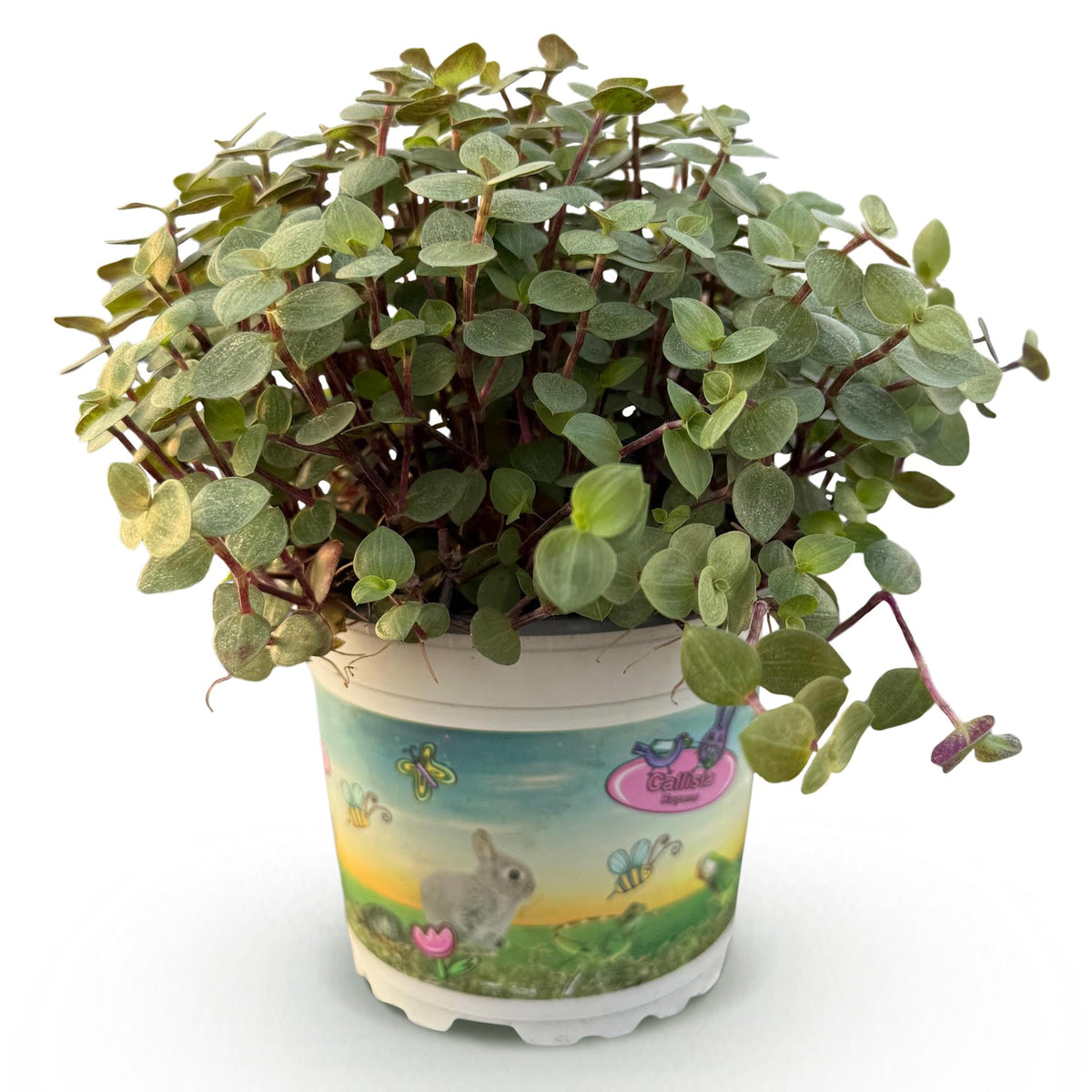 Callisia repens – Ø12 cm, 14 cm hög
