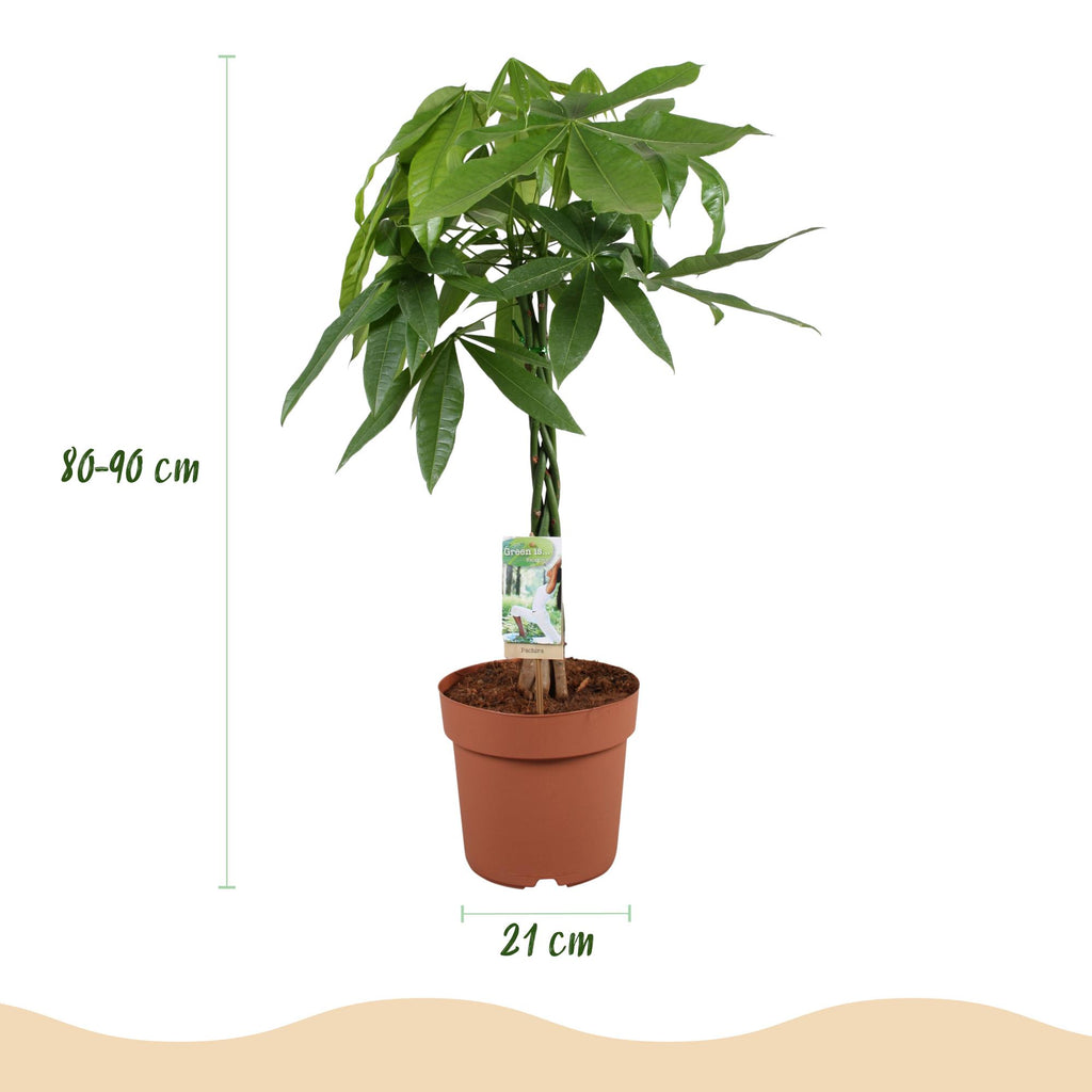 Pachira aquatica mit geflochtenem Stamm (Geldbaum) – Ø 21 cm, 80–90 cm hoch