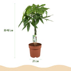 Pachira aquatica mit geflochtenem Stamm (Geldbaum) – Ø 21 cm, 80–90 cm hoch