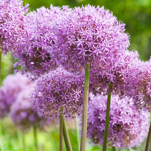 Prydster 'Globemaster' – 5 blomsterløg – art. 21349