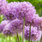 Prydster 'Globemaster' – 5 blomsterløg – art. 21349