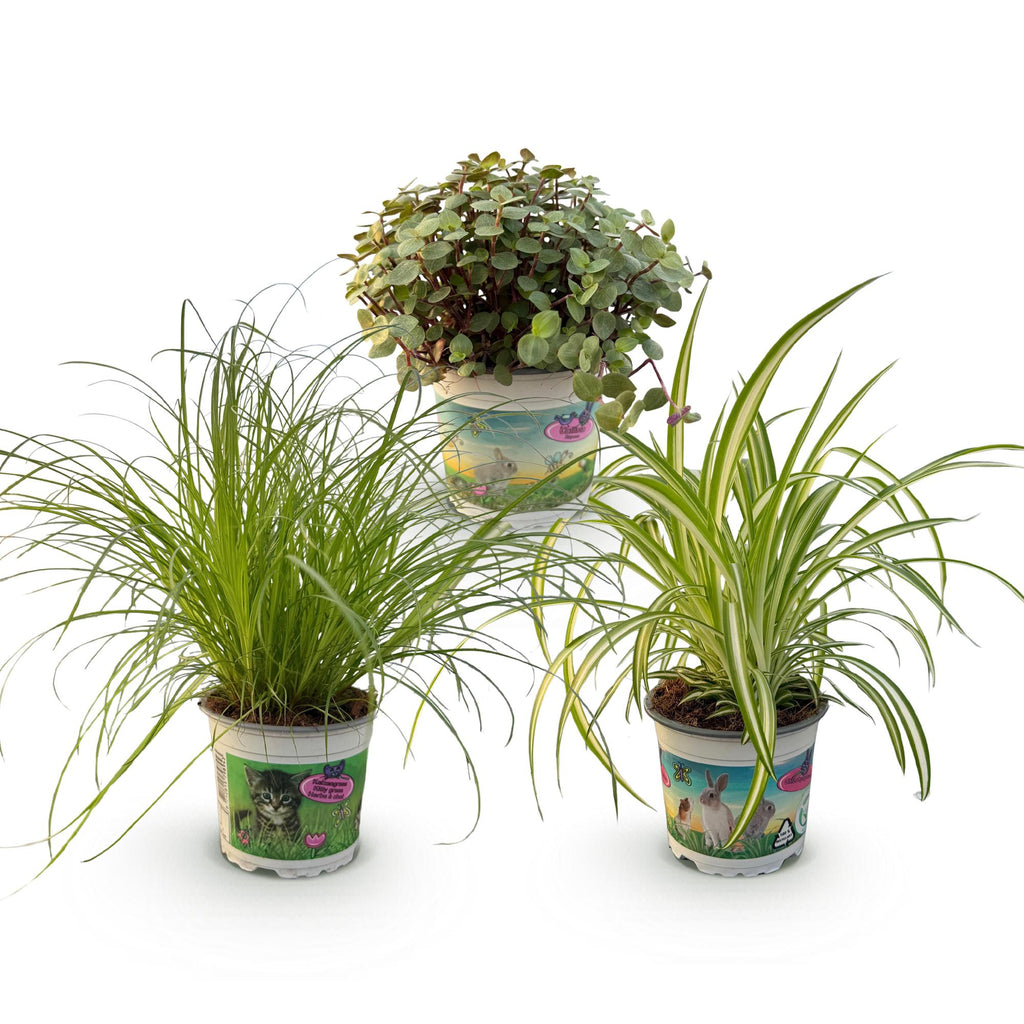 3× Callisia – Ø12 cm, 20 cm de haut