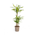 Dracaena Deremensis Rikki (Drachenbaum) – Ø 21 cm, 90–110 cm hoch