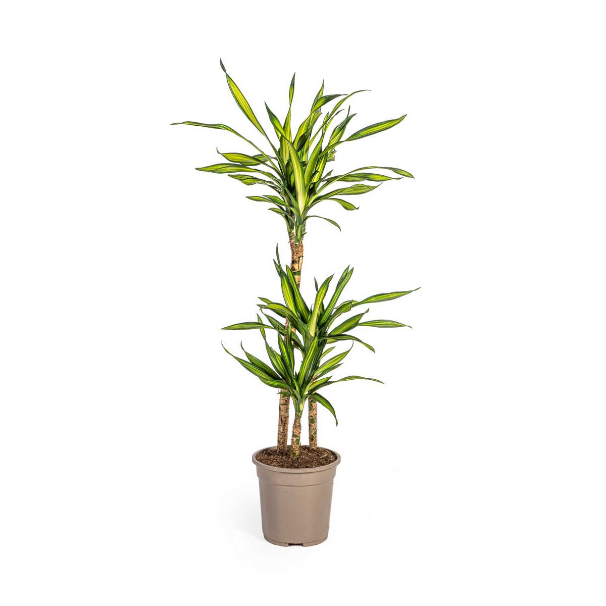 Dracaena Deremensis Rikki (drakenboom) – Ø21 cm, 90–110 cm hoog