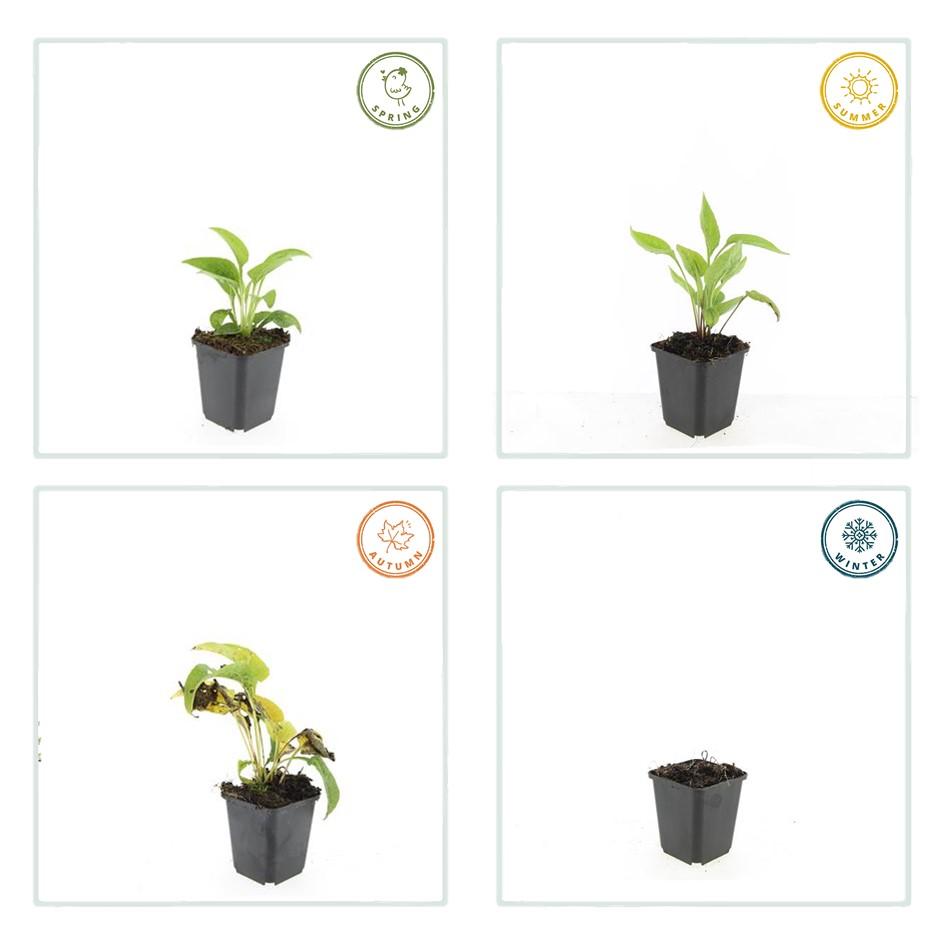 Echinacea p. 'White Swan' (coneflower) – 60 plants, Ø9 cm, 10–25 cm high – photo 6