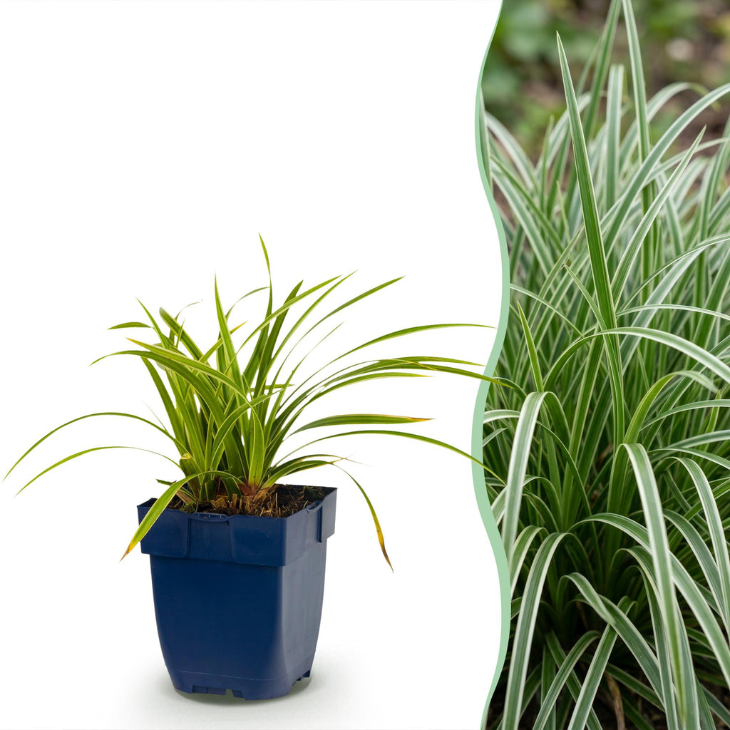 Carex morrowii 'Ice Dance' (laîch du Japon) – 12 plants, Ø11 cm, 15–25 cm de haut