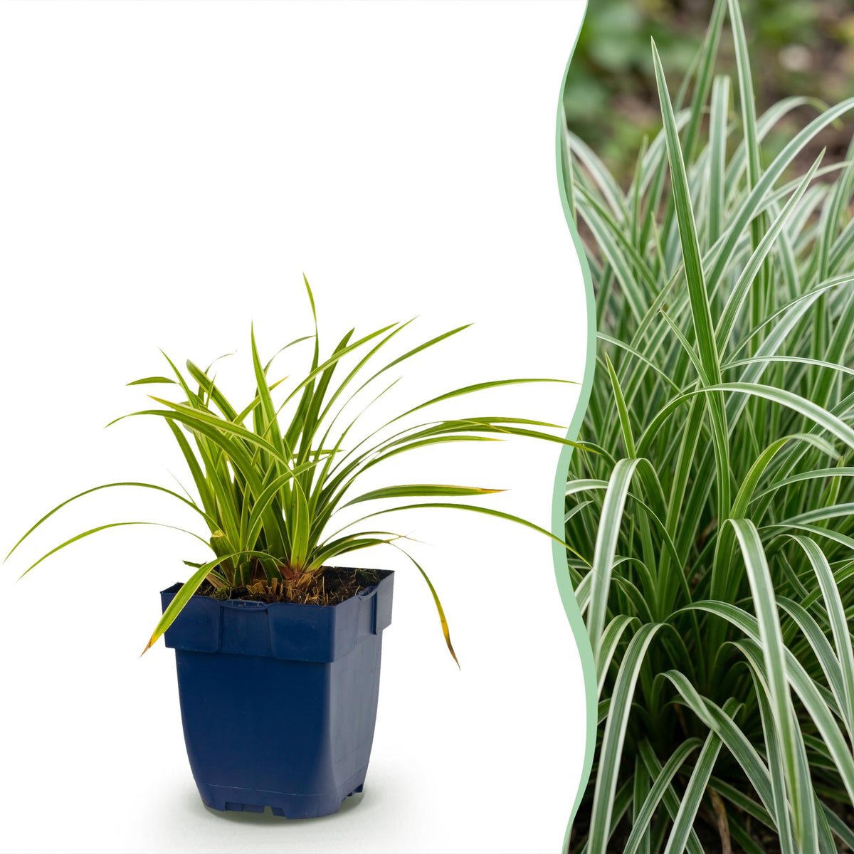 Carex morrowii 'Ice Dance' (laîch du Japon) – 12 plants, Ø11 cm, 15–25 cm de haut