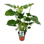 Monstera deliciosa (plante percée) – Ø19 cm, 60 cm de haut