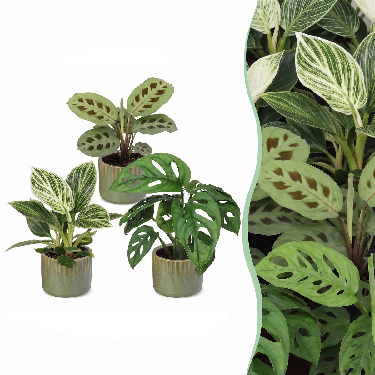 3× overraskelsesæske med stueplanter inkl. Linnea Olive – Ø6 cm, 5–15 cm høj