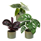 3× jeunes plantes Jungle Mix incl. Linnea Olive – Ø6 cm, 10–15 cm de haut