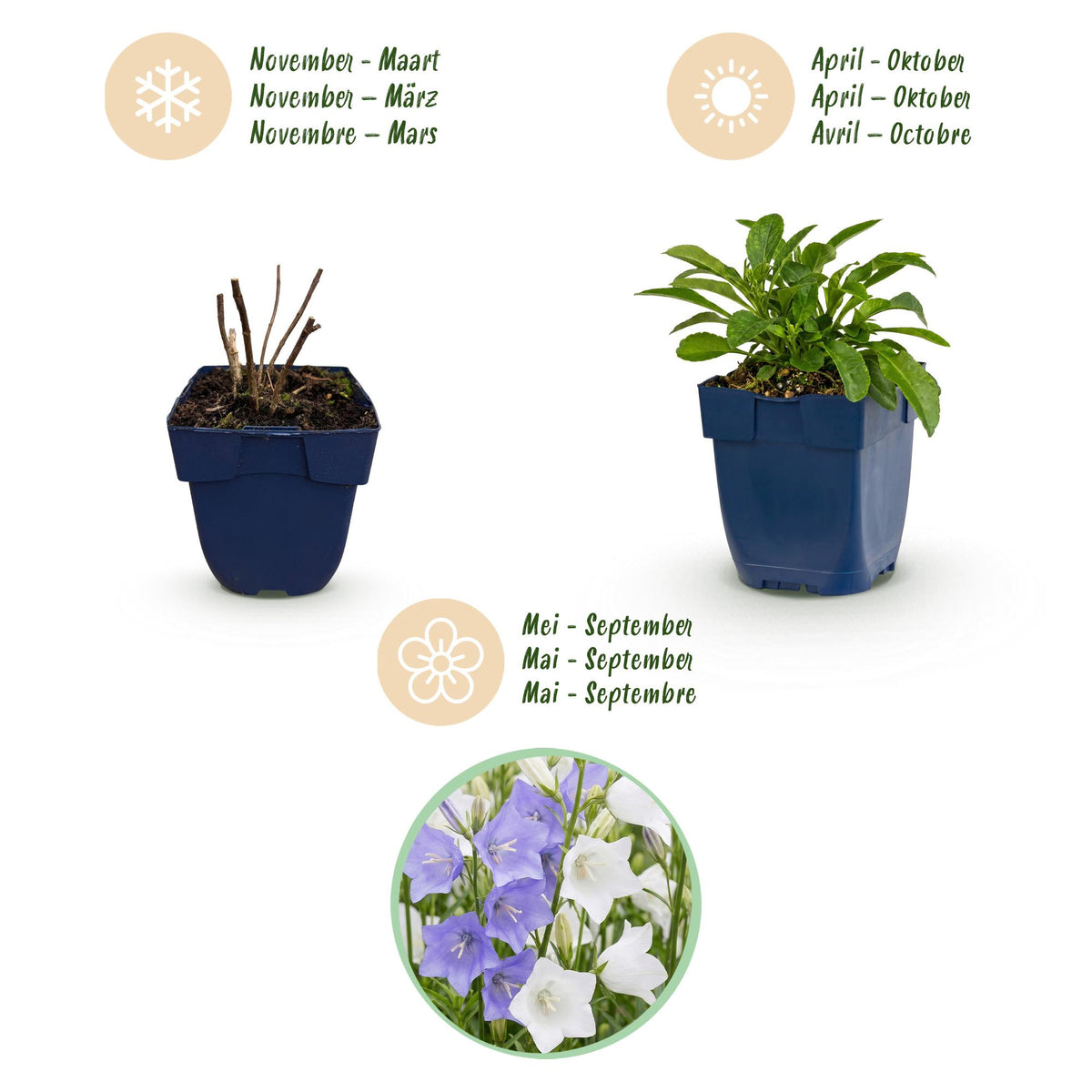 Campanula persicaria 'Duo' (perzikbladklokje) – blauw-wit – 6 planten, Ø11 cm, 15–25 cm hoog