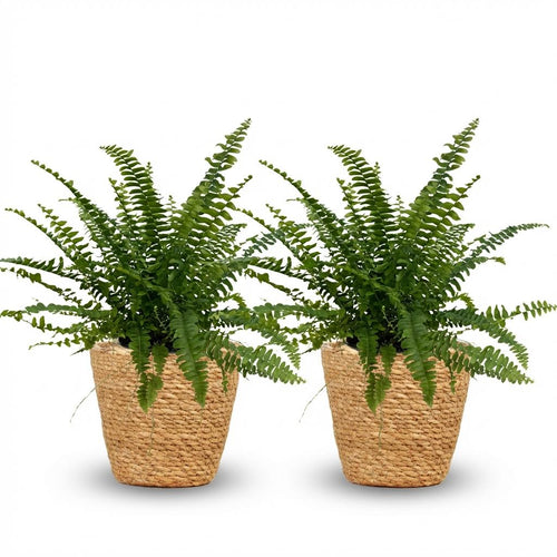 2× Nephrolepis exaltata Green Lady (zwaardvaren) met mand – Ø12 cm, 25 cm hoog