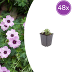Géranium cin. 'Ballerina' (géranium vivace) – 48 plants, Ø9 cm, 10–25 cm de haut