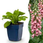 Digitalis mertonensis (vingerhoedskruid) – roze – 6 planten, Ø11 cm, 15–25 cm hoog