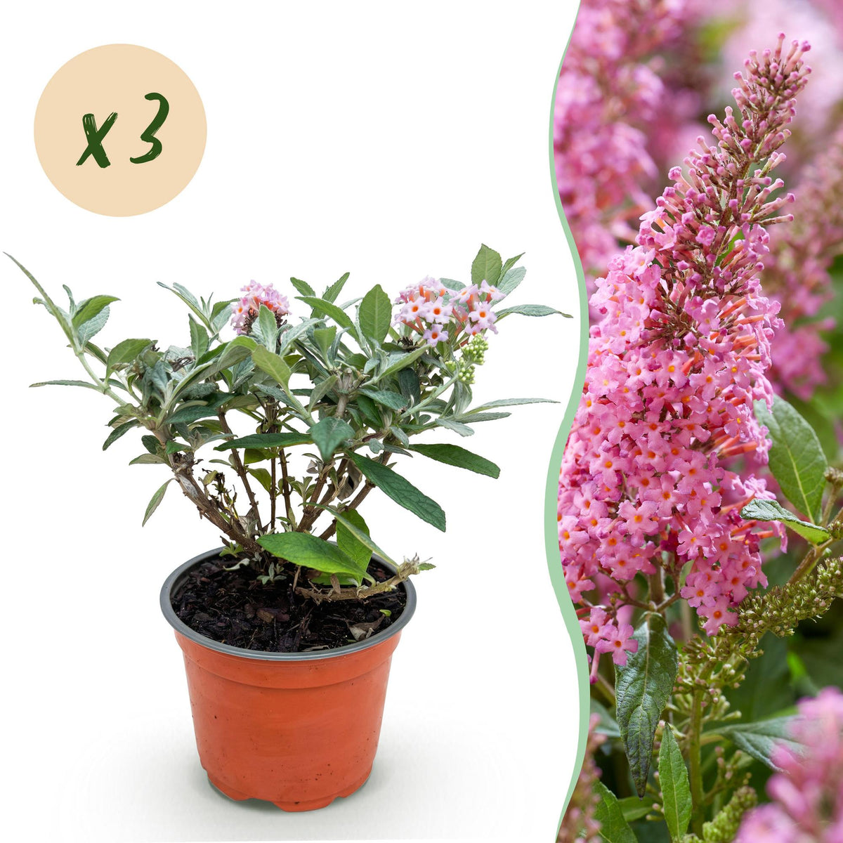 Buddleja davidii 'Butterfly Candy Little Pink' (vlinderstruik) – roze – 3 planten, Ø12 cm, 20–25 cm hoog