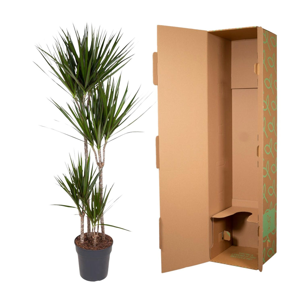Dracaena marginata (arbre dragonnier) – Ø27 cm, 180 cm de haut