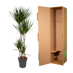 Dracaena marginata (arbre dragonnier) – Ø27 cm, 180 cm de haut