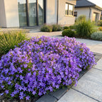 Campanula poscharskyana 'Stella' (jacinthe à feuilles de pêcher) – violet – Ø11 cm, 15–25 cm de haut